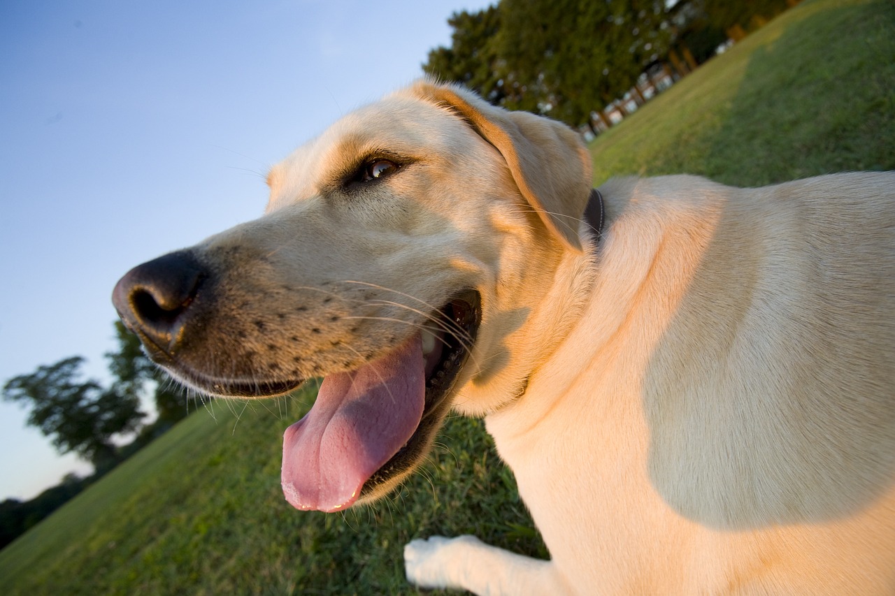 The Most Common Health Problems by Dog Breed